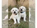 Labrador Retriever PUPPY FOR SALE ADN-787800 - Healthy Summer time Labrador