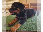 Rottweiler PUPPY FOR SALE ADN-787811 - Rottweiler Puppies Ready call or text for