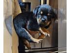 Rottweiler PUPPY FOR SALE ADN-787811 - Rottweiler Puppies