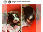 Bernese Mountain Dog PUPPY FOR SALE ADN-787816 - Dottis Litter