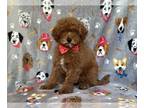 Poodle (Miniature) PUPPY FOR SALE ADN-787825 - Rags