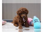 Poodle (Toy) PUPPY FOR SALE ADN-787840 - Henns Toy Poodles