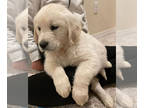 English Cream Golden Retriever PUPPY FOR SALE ADN-787843 - English Golden