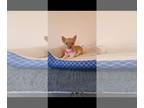 Chihuahua PUPPY FOR SALE ADN-787848 - Allyson