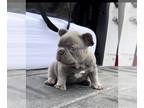 French Bulldog PUPPY FOR SALE ADN-787851 - French Bulldog