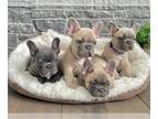 French Bulldog PUPPY FOR SALE ADN-787853 - French Bulldogs
