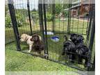 Labrador Retriever PUPPY FOR SALE ADN-787854 - AKC Labrador Retriever Puppies