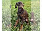 Doberman Pinscher PUPPY FOR SALE ADN-787858 - SPECIAL Gina Red Female Doberman