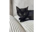 Adopt Treble a All Black American Shorthair (short coat) cat in Port Charlotte