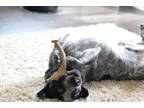 Adopt Blue a Black - with White Australian Cattle Dog / Mixed dog in Columbia