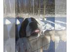 Saint Bernard DOG FOR ADOPTION ADN-787711 - Saint Bernard Dog