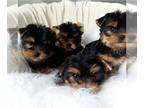 Yorkshire Terrier DOG FOR ADOPTION ADN-787639 - 2 yorkshire terrier puppies