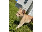 Adopt Garfield a Orange or Red Tabby Tabby / Mixed (short coat) cat in