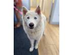 Adopt Peaches a White Husky / Mixed dog in Rowlett, TX (41464983)