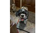 Adopt Norman a White Shih Tzu / Mixed dog in Newport, KY (40576962)