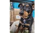 Adopt Hank a Black Miniature Pinscher / Mixed dog in Newport, KY (40148288)