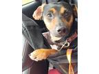 Adopt Isabella a Black Dachshund / Beagle / Mixed dog in Newport, KY (41224129)