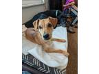 Adopt Scarlett a Brown/Chocolate Beagle / Terrier (Unknown Type