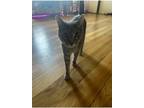 Adopt Appa a Gray or Blue Domestic Shorthair / Mixed (short coat) cat in Grand