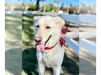Labrador Retriever Mix DOG FOR ADOPTION RGADN-1089709 - Twinkle - Labrador