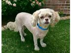 Adopt TRISTEN a Shih Tzu / Mixed dog in Charlotte, NC (41441561)