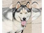 Siberian Husky DOG FOR ADOPTION RGADN-1091111 - Timber - Siberian Husky (medium