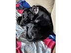Adopt Stella a Black Labrador Retriever / Mixed dog in Dyer, IN (41466696)