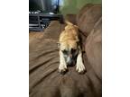 Adopt Val a Tan/Yellow/Fawn - with White Black Mouth Cur / Mixed dog in
