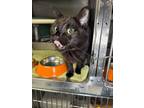 Adopt Boogie a Domestic Shorthair cat in Roanoke, VA (41464936)