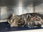 Adopt Bebé a Domestic Shorthair cat in Roanoke, VA (41464935)