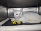 Adopt Cerulean a Domestic Shorthair cat in Roanoke, VA (41464933)