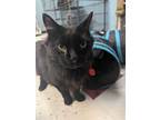 Adopt Coal a Domestic Mediumhair cat in Roanoke, VA (41464932)