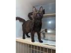 Adopt Emily a Domestic Mediumhair cat in Roanoke, VA (41464931)