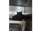 Adopt Maverick a Domestic Mediumhair cat in Roanoke, VA (41464930)