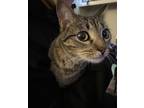 Adopt Dory a Gray, Blue or Silver Tabby Tabby / Mixed (short coat) cat in