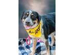 Adopt Dustin a Brown/Chocolate - with White Australian Cattle Dog / German