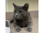 Adopt Vidalia a Domestic Shorthair / Mixed cat in Salisbury, MD (41466689)