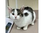 Adopt Tamarin a Domestic Shorthair / Mixed cat in Salisbury, MD (41466688)