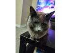 Adopt Koncrete a Gray or Blue (Mostly) Domestic Mediumhair / Mixed (medium coat)