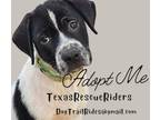 Adopt Leroy the Cattle Dog Mix a White - with Black Australian Cattle Dog /