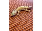 Adopt Nellie a Gecko reptile, amphibian, and/or fish in Aurora, IL (41299412)