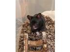Adopt Sox a Black Hamster (short coat) small animal in Aurora, IL (41466311)