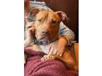 Adopt Teddy a Pit Bull Terrier / Mixed dog in Los Angeles, CA (39322710)