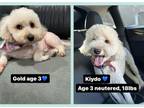 Adopt Kiydo & Gold a Poodle (Standard) / Mixed dog in Los Angeles, CA (41254247)