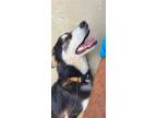 Adopt Ralf a Siberian Husky / German Shepherd Dog / Mixed dog in Los Angeles