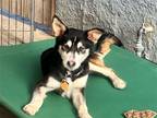 Adopt Ralf a Siberian Husky / German Shepherd Dog / Mixed dog in Los Angeles