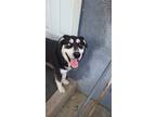 Adopt Rufus a Black - with White Husky / German Shepherd Dog / Mixed dog in Los