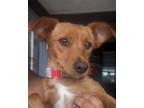 Adopt Enola a Terrier (Unknown Type, Medium) / Mixed dog in Los Angeles