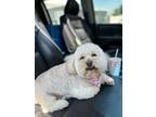 Adopt Rosie a Cavalier King Charles Spaniel / Poodle (Miniature) / Mixed dog in