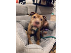 Adopt Thalia a Red/Golden/Orange/Chestnut Mixed Breed (Large) / Mixed dog in